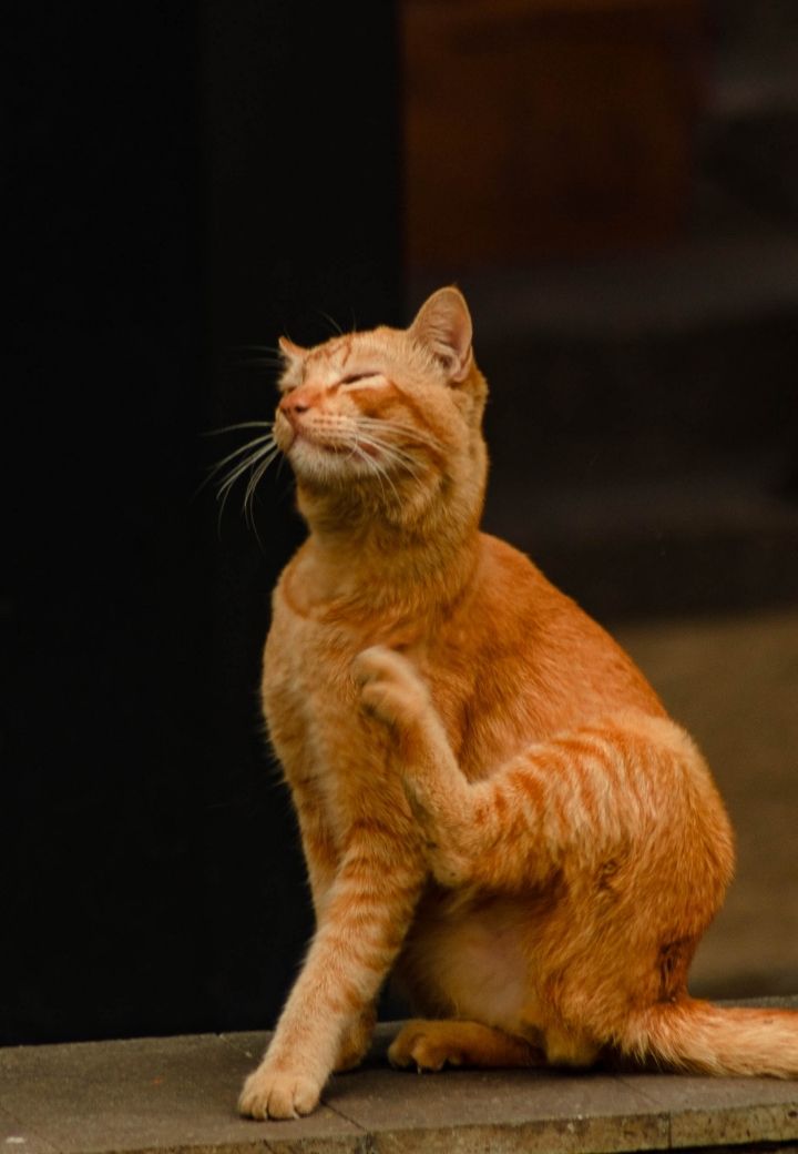 August Is Itchy Pet Awareness Month: Helping Your Furry Friend Find Relief